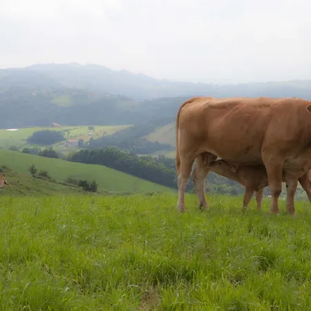 Endaneta Berri Zumaia
